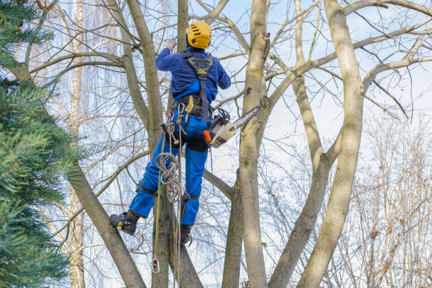 Best Emergency Tree Removal  in Meyersdale, PA