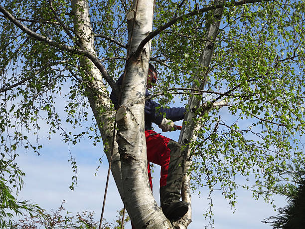 Best Utility Line Clearance  in Meyersdale, PA