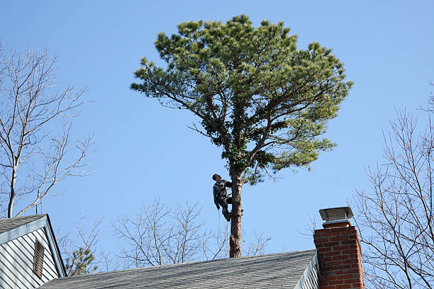 Best Tree Mulching  in Meyersdale, PA